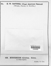 Hysterium vulvatum image